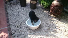 Cute German Shepherd Puppy is trying to have a bath in a bowl