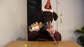 Dog's 'handsy' Christmas dinner in Belgium