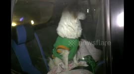 Loyal pet dogs followed their owner dead body till hospital in Indore