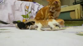 Dady Special Care With Little Kitties