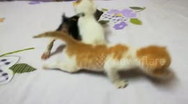 3 Weeks Old Baby Cats Walk On Bed
