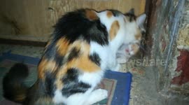 Mother Cat Picking Up Her Baby In Front Of Door
