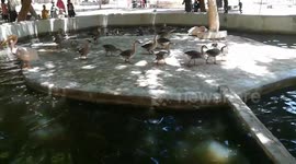 Ducks Special Training Place Inside Giza Zoo