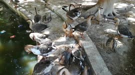 Male African Duck Show Off Among Family Members