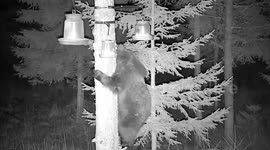CCTV footage shows terrified bear cub climb tree to escape possible attack