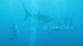 Diver records incredible swim with giant whale sharks off coast of Papua