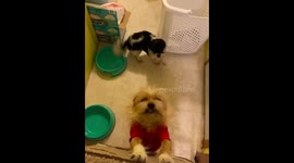 Puppies excited owner is home!