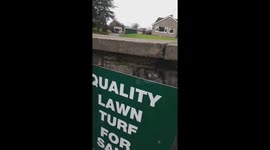 Cute Dog trying a free sample of grass under Quality Lawn Turf sign