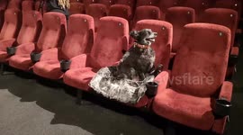 Two dogs go to see new movie