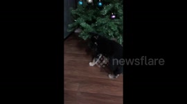 Puppy attacks Christmas tree