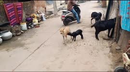 Lamb stops stray dog on street and drinks milk from its udder