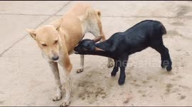 Remarkable moment baby goat drinks milk from stray dog