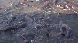 Hungry catfish in a pond at a Thai temple.