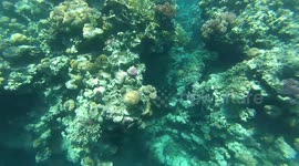 Scoupa Diving Egypt Ras Mohammed Sharm El Sheikh