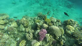 Scupa Diving Concorde El Salam Red sea Egypt