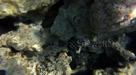 Unknown Fishes Between Coral Reefs Scupa Diving Red Sea Egypt