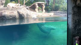 Polar Bear takes a swim on Christmas Day