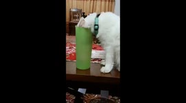 cute moments of the white furry cat trying to drink in a tall container
