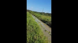 Vietnamese farmers transport thousands of coconuts on rural canal
