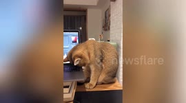 重庆  坚持陪主人工作 猫咪坐着睡着了