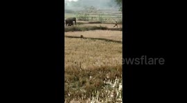 Man sent running for his life after taunting wild elephant in east India