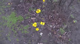 Flowers bloomed outside on New Years Eve.