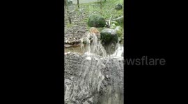 #dublinzoo #dublin #tiger #jumping Today at Dublin zoo tiger jumps water and runs at the kids https://t.co/CRGk6X4rvi