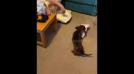 Miniature Dachshund Puppy Opens First Christmas present