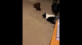 Mini dachshund and cat play together