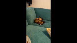 Nala the puppy getting comfy on couch