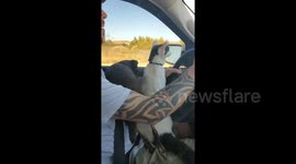 Cat loves riding in car with his dog friend in San Clemente
