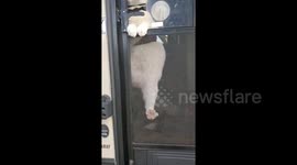 Cat in Riverside makes a daring attempt to escape by turning the door handle himself