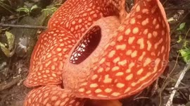 Rare giant 'corpse flower' found blooming in Indonesia on last day of 2019
