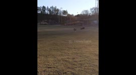Happy Pitbull Runs To Owner In Slow Motion