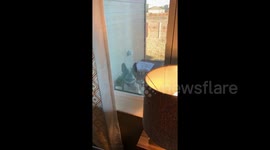Is it a kangaroo or a dog? Excitable Boston terrier jumps for joy at her owner coming home