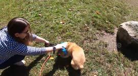 Hammy's birthday at the Boston Corgi Meetup  - @HamletElCorgi - Sept 2019