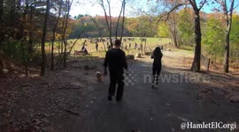 Boston Corgi Meetup -  Halloween 2019 Costume Edition  - Hammy the Corgi