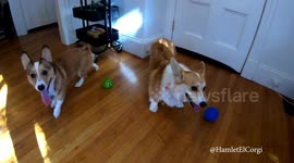 Hammy and Pratchett's Corgi play date!