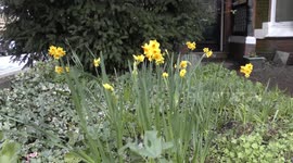 Daffodils in flower in December