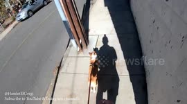 Hammy the Corgi - Fall Minuteman Path Run