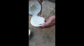 The special type of coconut in Vietnam