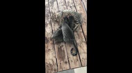 Cats drinking milk
