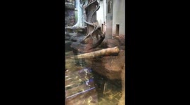 Otter hilariously spins round and round on rope at Japanese zoo