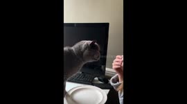 Cheeky cat and dog try to get sausage out of owner's hands