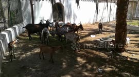 Herd Of African Goats Eats Green Grass