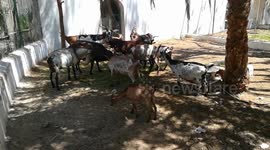 Giza Zoo remarkable Place For African Goats Adabtable