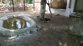 Male Duck Stand Next To His Sick Wife In Zoo