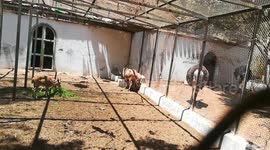Gathered African Common Eland Deers In Giza Zoo