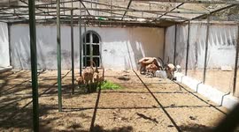 Family Of Common Eland Deers In Zoo
