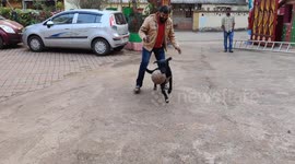 Adorable black lab loves to play football with owner in south-east India